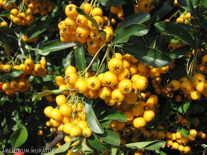 Urządzanie ogrodu: ogród przyciągający ptaki i owady [Porada eksperta]