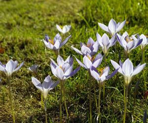 Krokus jesienny: Crocus speciosus