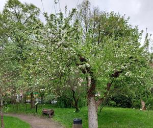 Ogród Botaniczny UKW jest jak nowy. Sprawdźcie, co się tam zmieniło!