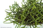Rhipsalis
