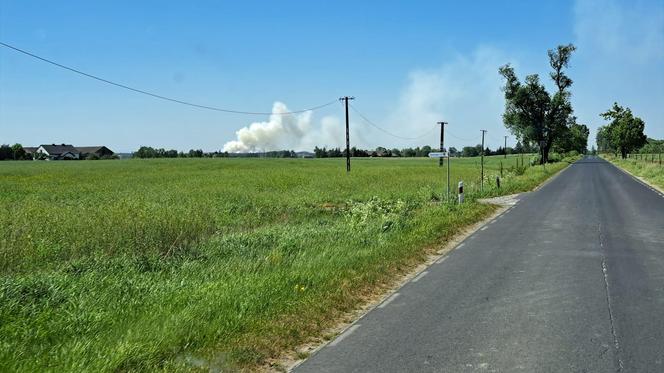 Pożar lasu w gminie Obrowo. Zdjęcia dzięki uprzejmości serwisu Golub-Dobrzyń24