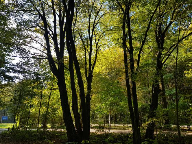 Las Zwierzyniecki w jesiennej odsłonie. Leśna dżungla w sercu Białegostoku [ZDJĘCIA]