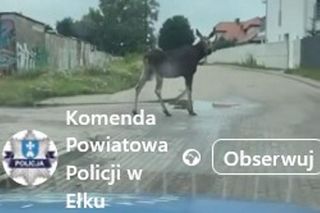 Łoś pływał w rzece i spacerował po Ełku! 