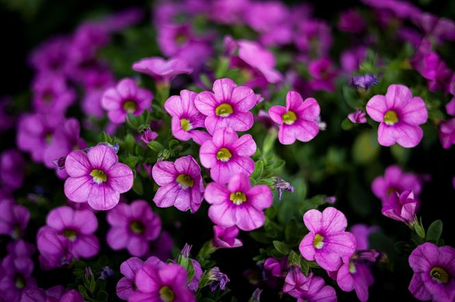 Calibrachoa, Million Bells. Zdjęcia