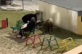 Dokarmia dzika na placu zabaw. Potem się nie dziwmy, że dziki przychodzą pod bloki