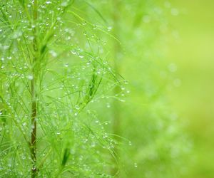 Bylica boże drzewko - właściwości i zastosowanie