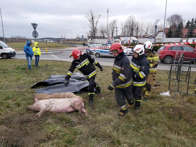 Wypadek ciężarówki przewożącej świnie w Wierzbicy koło Serocka