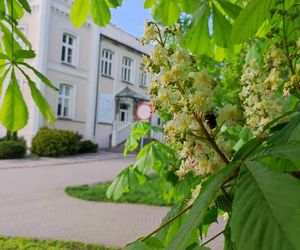 Kasztany zakwitły w połowie kwietnia. Pogodowe szaleństwo! Trzeba będzie przekładać matury?