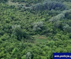 Nielegalna uprawa konopi indyjskich w Elblągu