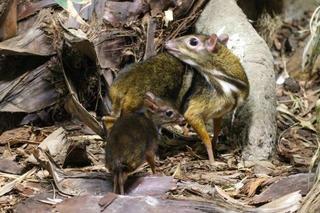 W warszawskim zoo urodził się kolejny myszojeleń! Zobaczcie zdjęcia uroczego malucha