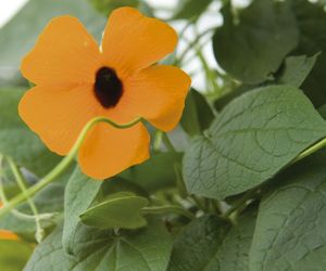Pnącza na balkon - tunbergia oskrzydlona (Thunbergia alata). Czy tunbergię można przezimować do następnego sezonu?