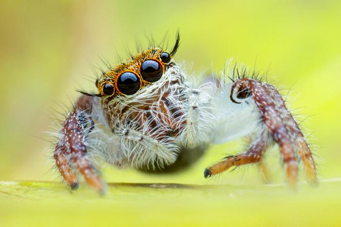 Pomorskie: Paczka z pająkami i owadami zamiast przypraw