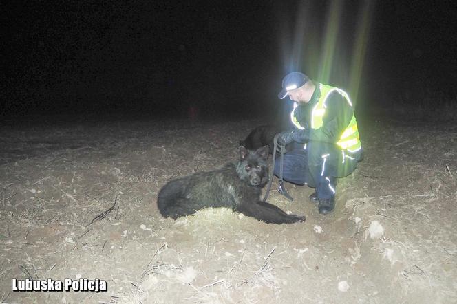 policjanci przygarnęli owczarki
