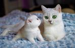Rasowe koty zawładną Halą Orbita. Koniecznie musisz zobaczyć te kocie piękności