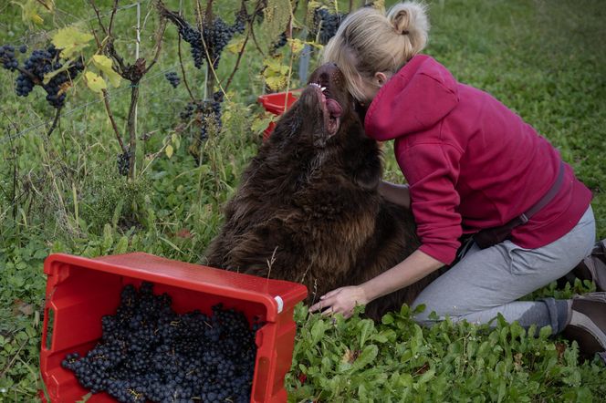 Gwiazdą winnicy i gospodarzem jest Misiek – nowofunland, który kradnie serca gości.