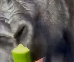 Goryli amant wyruszył na randkę życia. Bwana założy rodzinę w Szwajcarii. „Będziemy tęsknić”