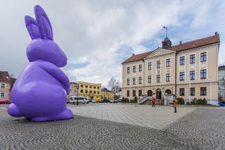 Zając Starego Browaru widziany w Grodzisku Wielkopolskim