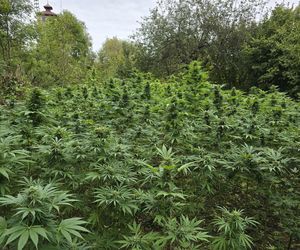 Prawie 40 kilogramów narkotyków i dwie duże plantacje. Dwaj zatrzymani w Starachowicach i gminie Brody