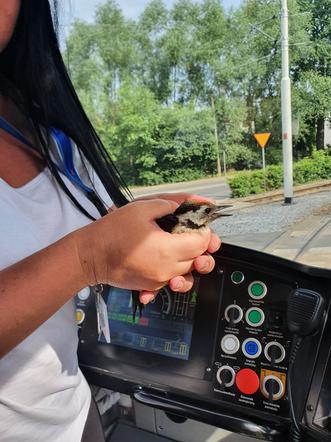 Motornicza MPK Wrocław zatrzymała tramwaj i uratowała rannego ptaszka [ZDJĘCIA]