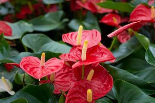 Te kwiaty przynoszą szczęście! Warto mieć je w domu!