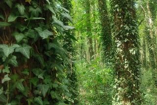 Park Baranowski w Kielcach piękny jak Narnia