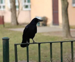 Ul. Niepodległości w Lublinie. To przy niej mieszka najwięcej zameldowanych mieszkańców Lublina