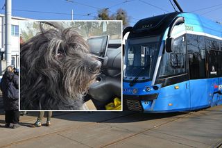 Pies wsiadł do tramwaju na Dworcu Świebodzkim. Potem zjadł z motorniczym śniadanie