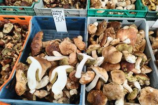 Grzyby na łódzkich targowiskach. Jest ich pełno! Zobacz, ile kosztują [ZDJĘCIA]