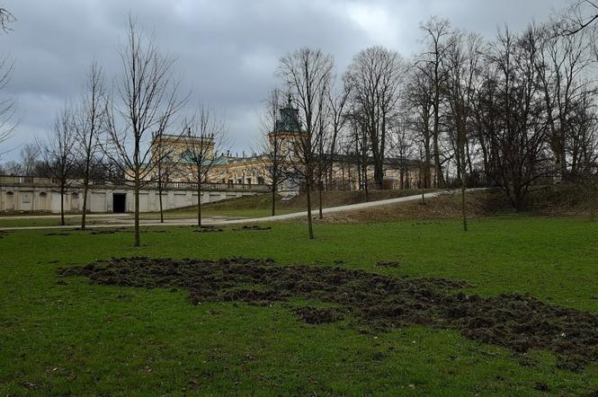 Dziki w Muzeum Pałacu Króla Jana III w Wilanowie! Trzeba było odwołać zwiedzających 