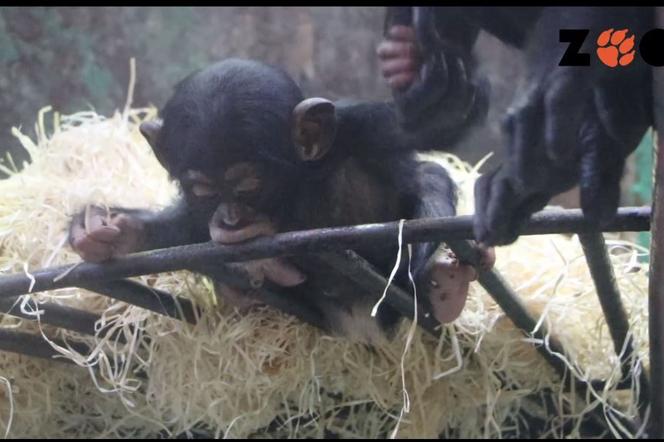 szympansiątko z gdańskiego zoo