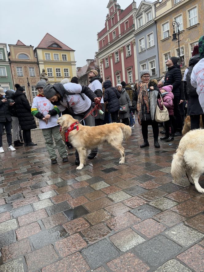 Golden Retriever WOŚP w Poznaniu