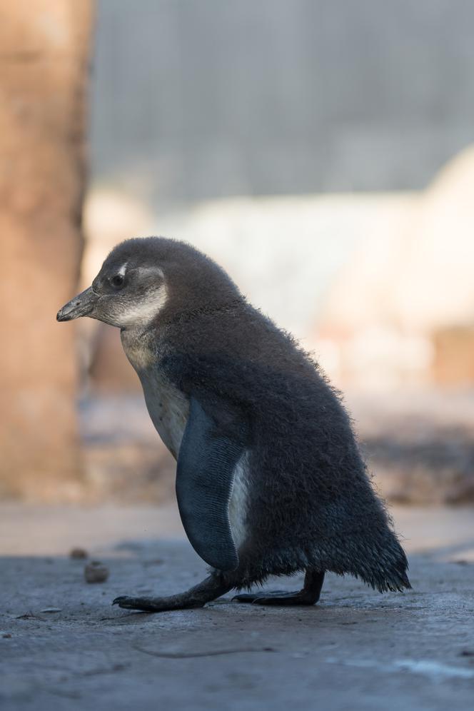 Nowy pingwin we wrocławskim zoo