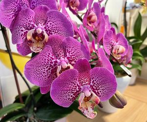 Storczyki najpiekniejszymi kwiatami doniczkowymi