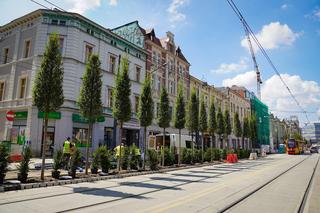 Ulica Warszawska w Katowicach zielona. Zobaczcie jak jest pięknie! 