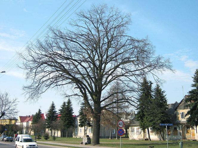 Kolno w woj. podlaskim