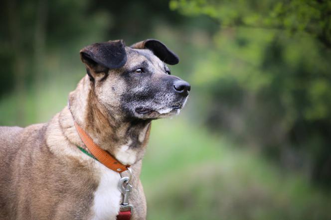 Zoofinka czeka na nowy dom. Adoptuj psa ze schroniska w Białymstoku