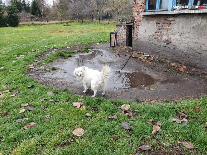 Znęcał się nad psami. Mężczyźnie grożą nawet trzy lata więzienia