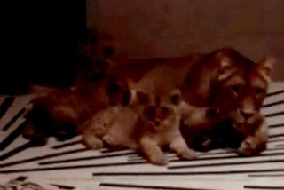 Cztery lwiątka urodziły się w gdańskim zoo. Zobacz uroczy film [WIDEO]
