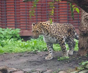 Kicia ze sklejką Nowa mieszkanka zoo w Warszawie. Na wolności żyje tylko 130 osobników
