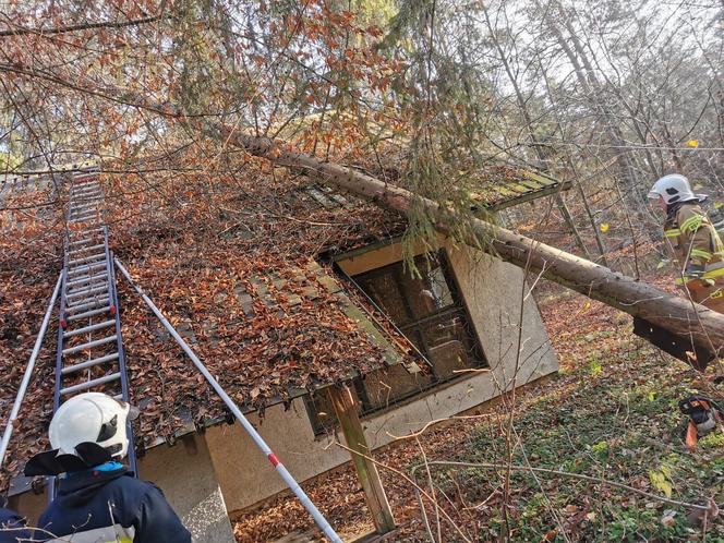 15-metrowe drzewo runęło na dom! Ogromne zagrożenie: „trzeba było ucinać konar po kawałku”  