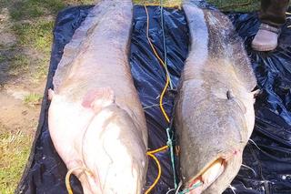 Gigantyczne sumy złowione w stawie w Starym Sączu