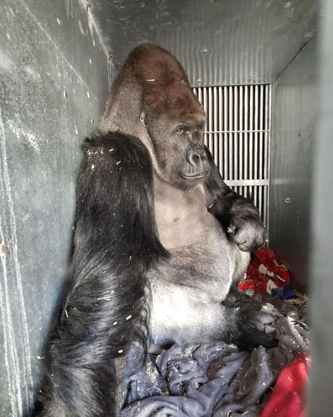 Goryli amant wyruszył na randkę życia. Bwana założy rodzinę w Szwajcarii. „Będziemy tęsknić”