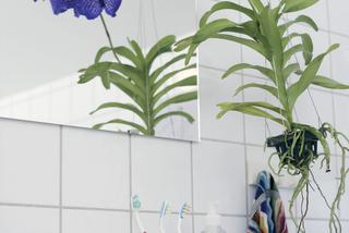 Kwiaty doniczkowe w łazience