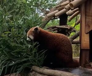 Samiec pandy rudej zamieszkał we wrocławskim zoo. Od razu wyskoczył na swój nowy wybieg [WIDEO]