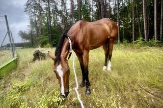 Koń na ekspresowej szóstce