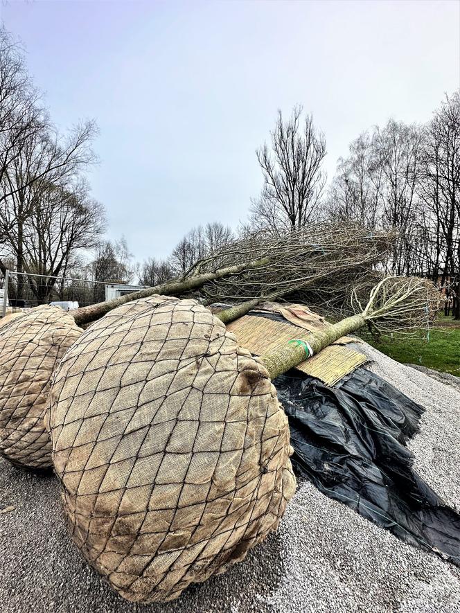 Wielkie drzewa staną w Ogrodzie Płaszów. Nasadzenia już trwają