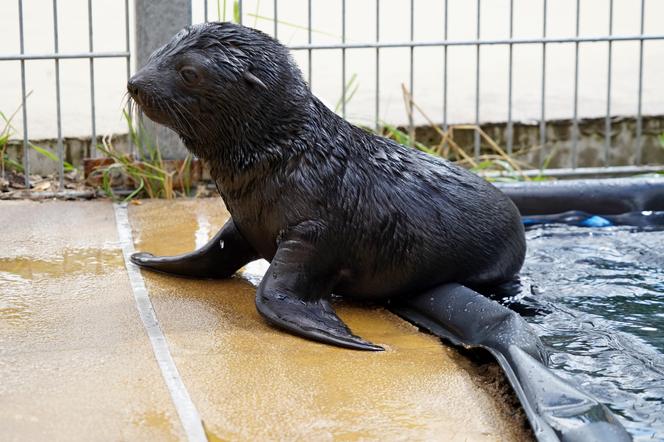 W ZOO Wrocław na świat przyszedł prawdziwy MODEL! Zobaczcie, jak pozuje młodziutki kotik