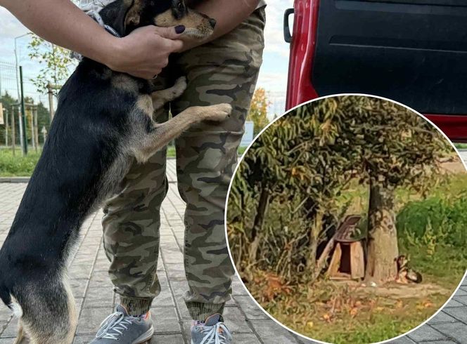 Suczka żyła wśród pól, na łańcuchu. Nawet nie przy budzie. Od wiatru osłaniała ją taczka