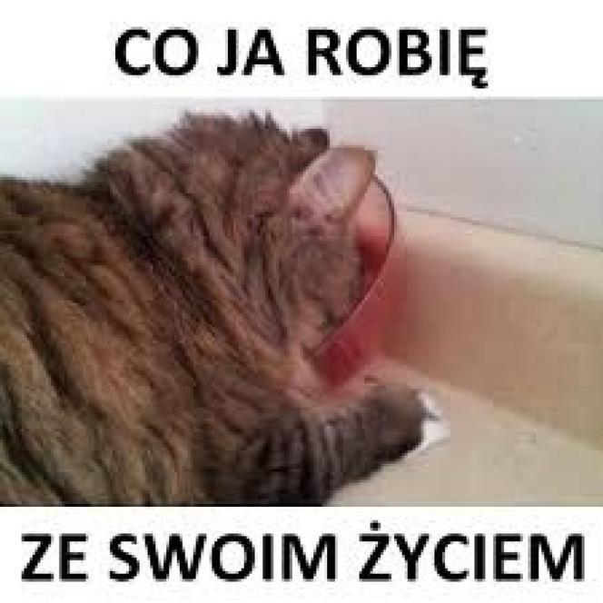 Początek roku akademickiego 2022/2023. Zobacz najlepsze memy o studiach i studentach!