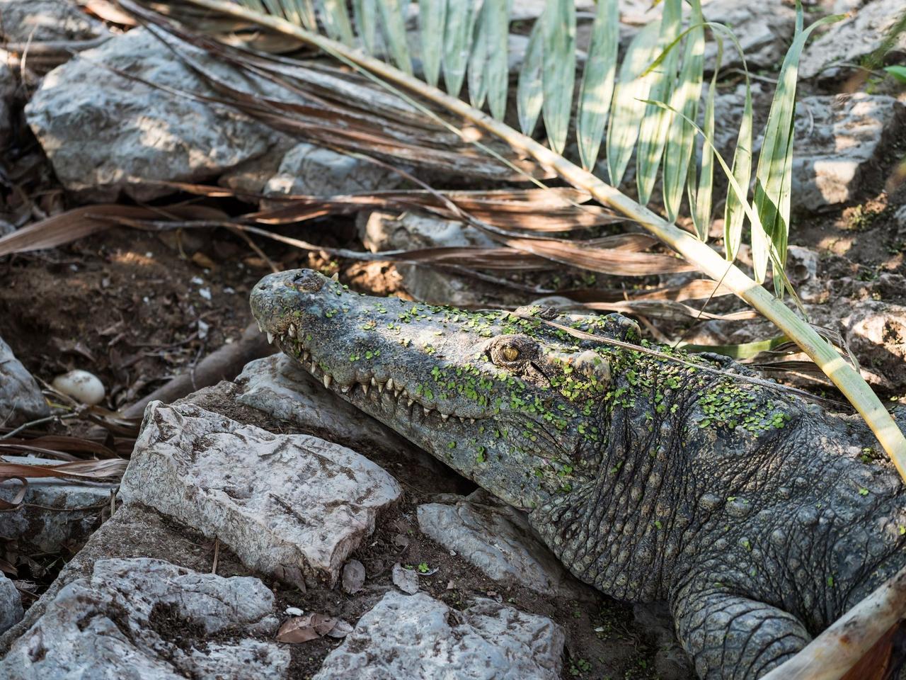 Dzień Matki 2021: Jak to święto wygląda w świecie zwierząt? NAUKOWCY ODPOWIADAJĄ! 